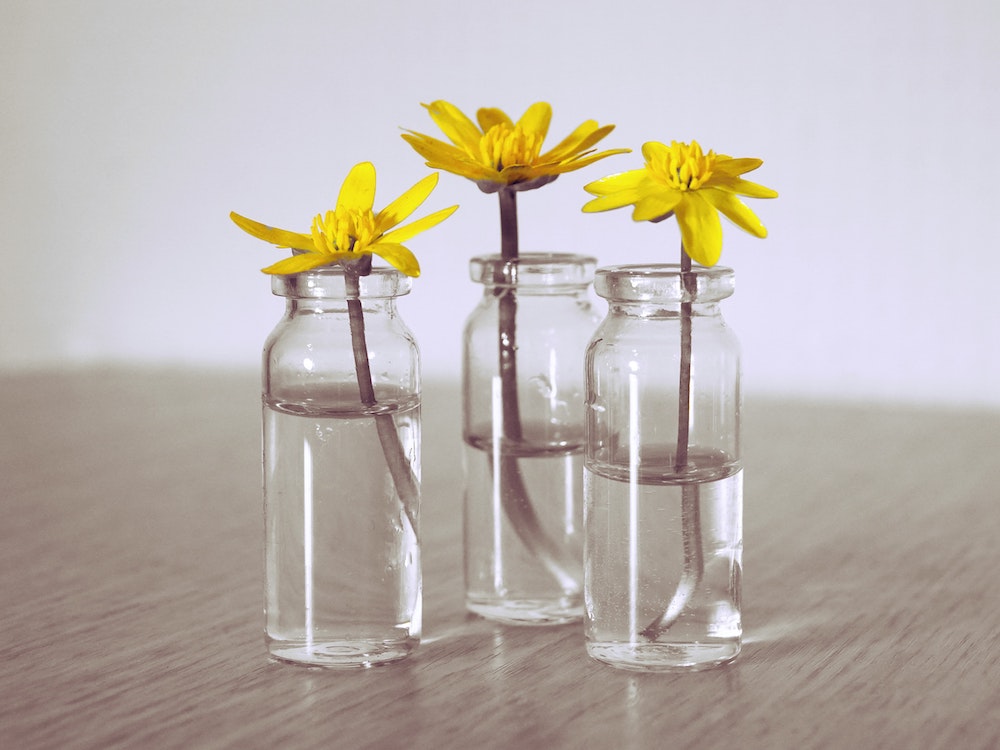 three glasses each with one yellow flower in it